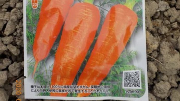ニンジンの種を追加で蒔きました