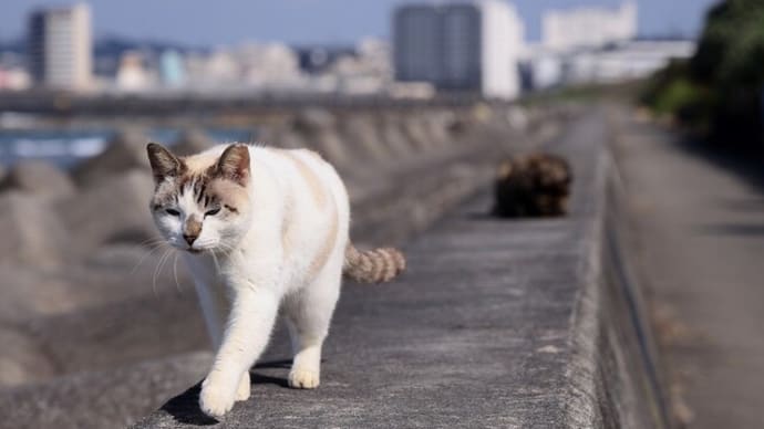 沖縄県の猫たち 2025年1月 その33