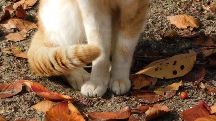 2020年のおっさん猫