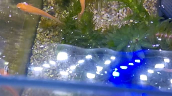 水槽の照明と楊貴妃メダカの稚魚‼️