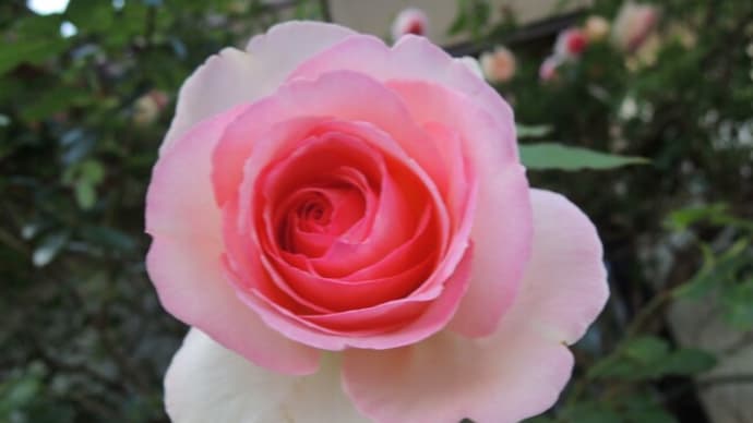 愛とは川のようなものだと言う人がいる～Rosegarden・薔薇のかげり・The Rose－リン・アンダーソン・南沙織・Bette Midler