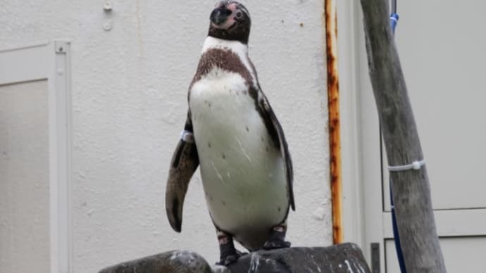 何ペンギン?