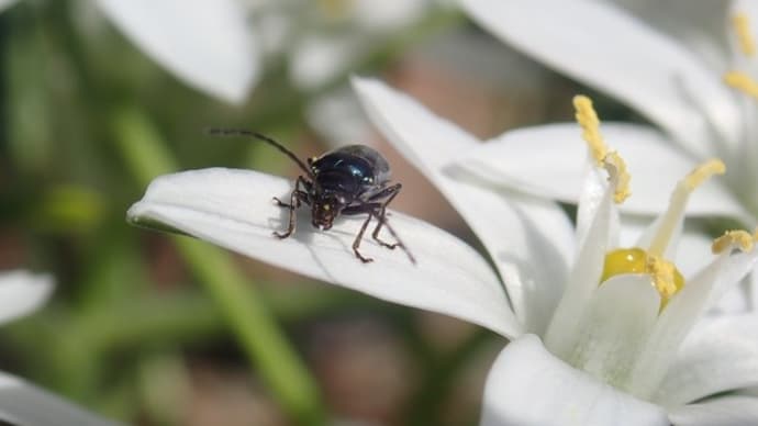 始めてみた小さな虫！オーニソガラム・釣鐘ズイセンをボツに出きずに（　＾ω＾）・・・