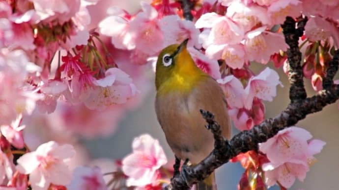 熱海梅園から糸川遊歩道の 桜とメジロ