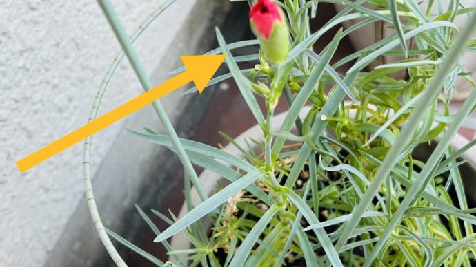 猛暑の中「越冬カーネーション」のツボミが膨らみ・・・剪定した茎からは新芽が🌱😃