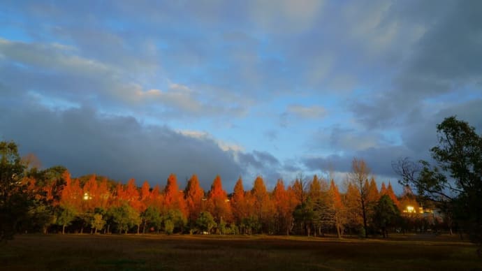 ●夕暮のメタセコイアの並木道 紅葉(3)
