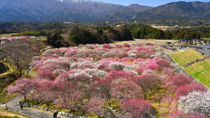 いなべ花梅苑2023