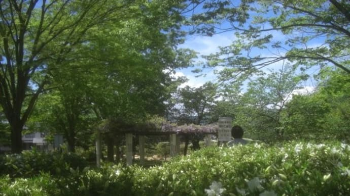 限りのある景色・・・白川湖水没林