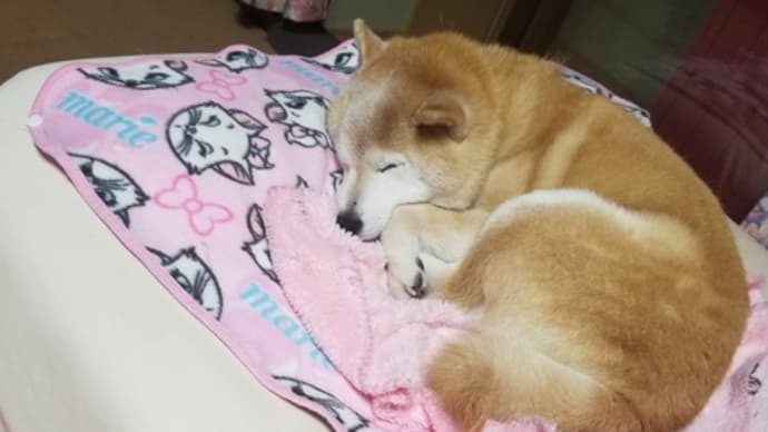 今日のクリン・・・