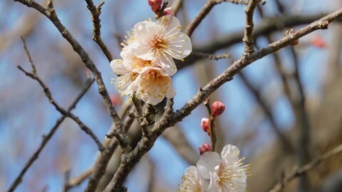 神社で神さまにお伝えすること 5
