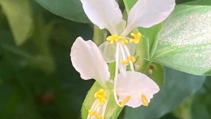 小さな庭:直立した花柄に咲いた花