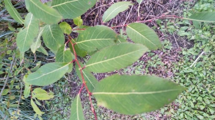 マルバヤナギ：別名アカメヤナギの葉