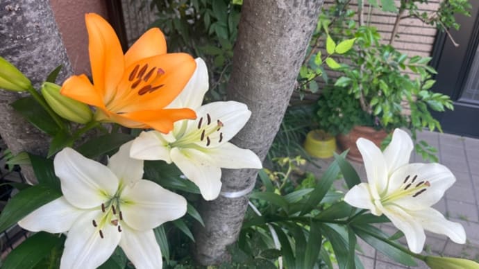 6月2日(月)神戸に下見遠足
