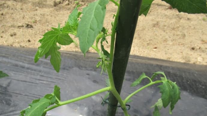 簡易雨除けでトマト苗を植付け