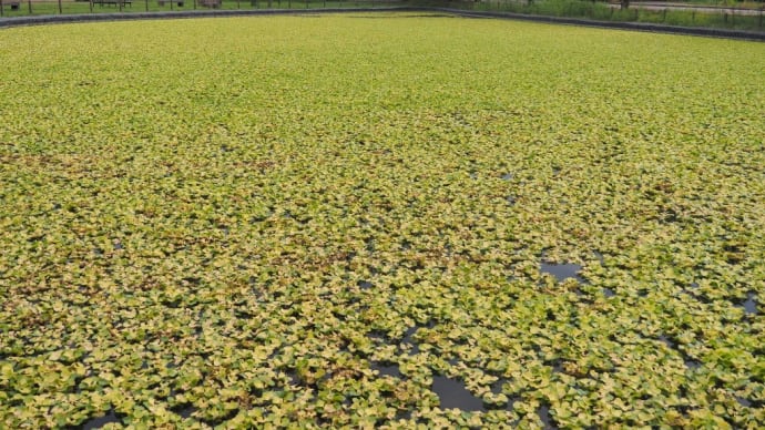 あおいの池とサギ