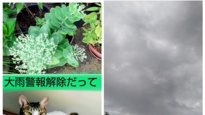 キャットそーだ作品完成だァ! 土曜日Bクラス(7月前半) 母娘組 ①