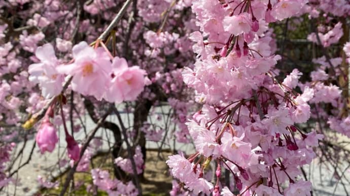 到津八幡神社の桜2022