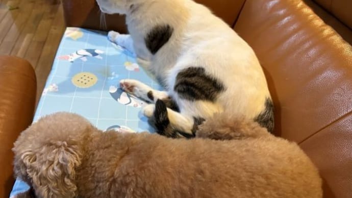 マロたん、遠慮の隙間?