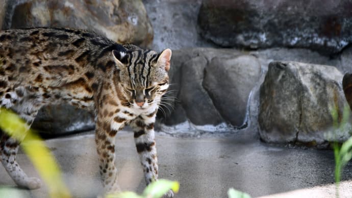 国内唯一のベンガルヤマネコ
