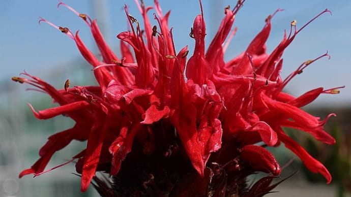 Monarda didyma ‘Red Colors' - タイマツバナ