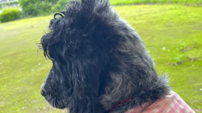 毎日外れる天気予報・・・ベス🐕🦺の散歩で悩ましい季節