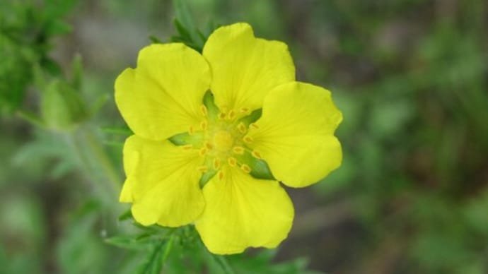 夏の花:河原柴胡