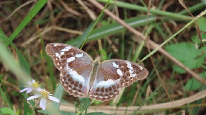 高ボッチ高原・鉢伏山で最近見る事の出来る昆虫 メスグロヒョウモン(雌黒豹紋)メス