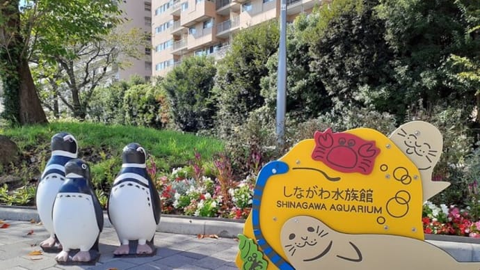 #295 ぼっち水族館とぎっくり