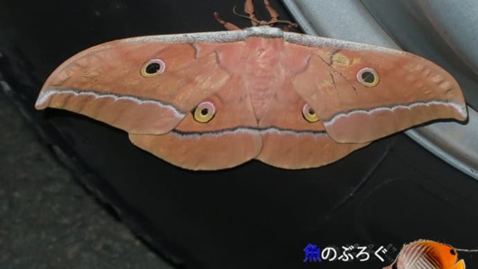 ヤママユ
