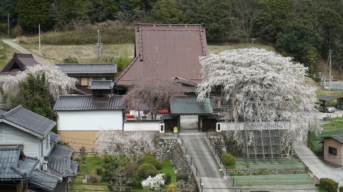 光福寺の大糸桜（2024）