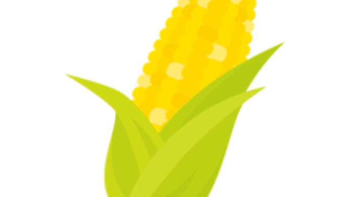 今日、トウモロコシをいただきました🌽