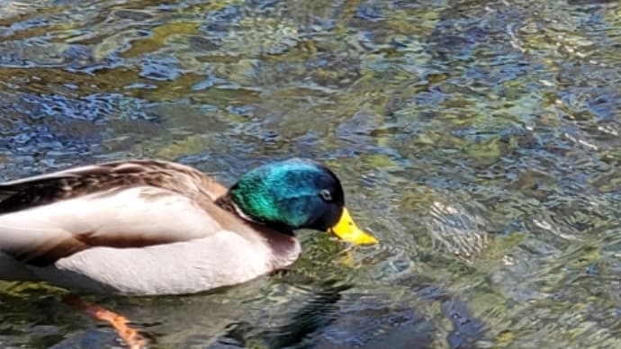 なかむらピアノ教室きよせ　　場の空気が良くなる？！　（ソフト　４）