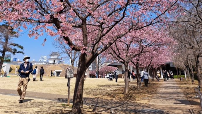 河津桜が満開！