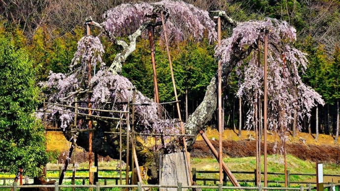 神田の大糸桜