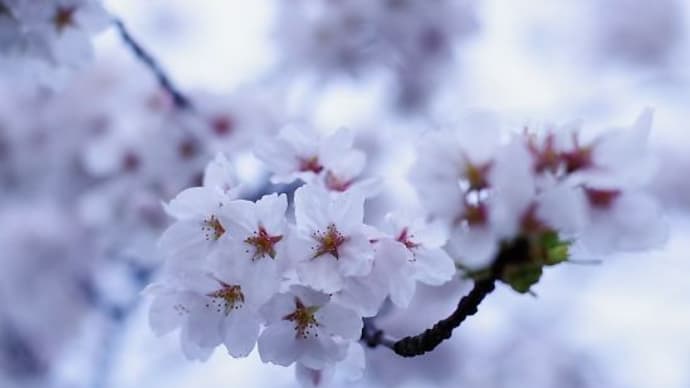近所の桜も満開