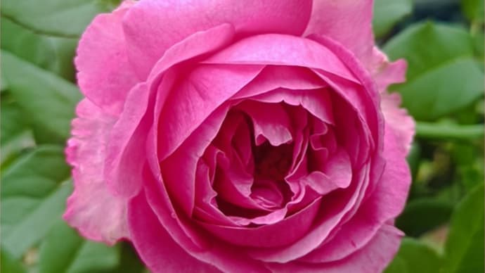 もう繁茂させない☆今朝の薔薇