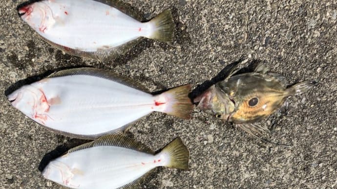 午前便、午後便ヒラメ釣りです。