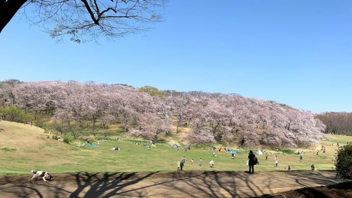 初めてのお花見かな?