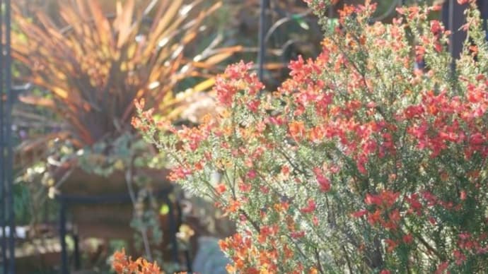 冬の炎のような花と葉芸が魅力の花