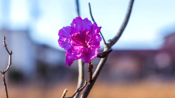 ゲンカイツツジの開花(2020年2月)