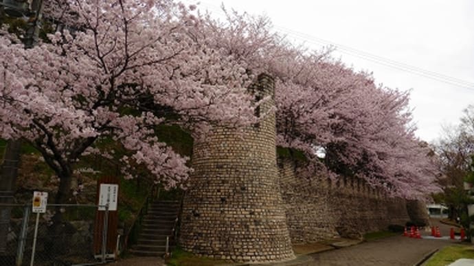 太子山公園の桜 2016