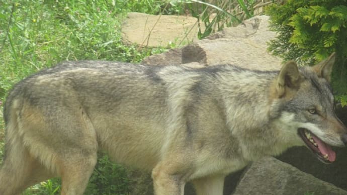 ぐるパス散歩 多摩動物公園 ついでに通院