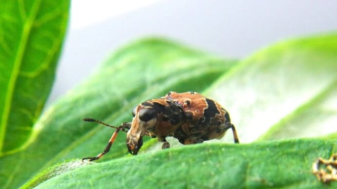 クロフヒゲナガゾウムシ:口吻のるつぼたち④