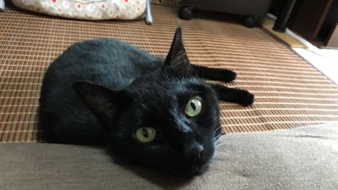 あごのせ黒猫