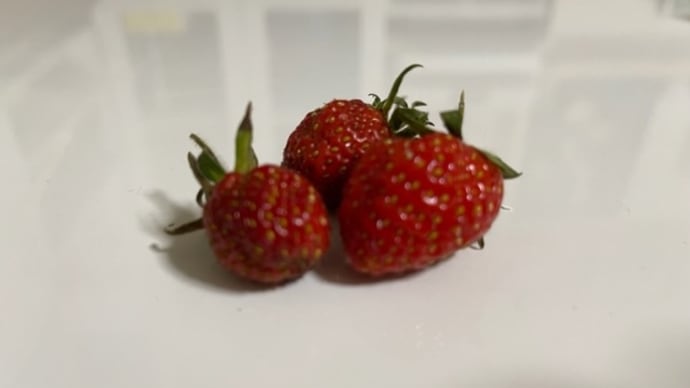 今日はゆっくり