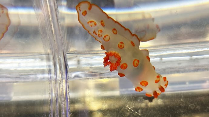 さっと ウミウシ