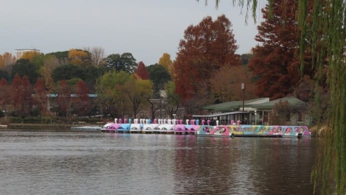 上野公園ちょこっと散歩(4)~不忍池ボート池の水鳥たち