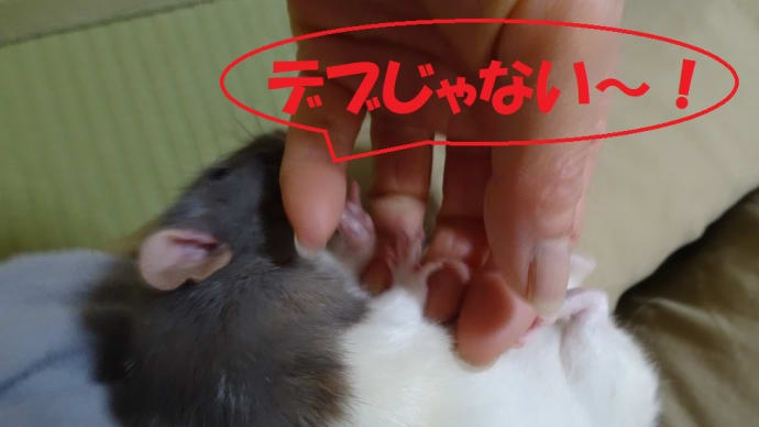 おやつ禁止令