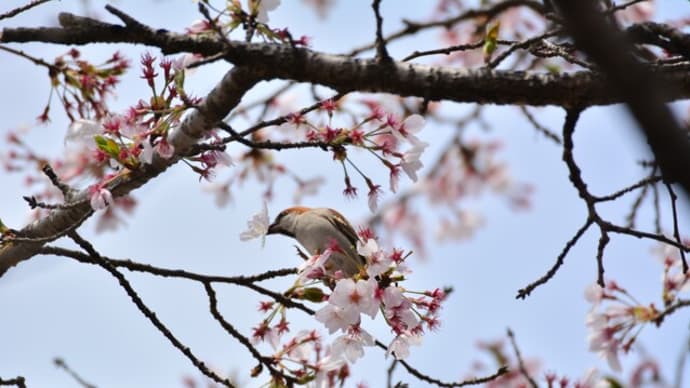 ニュウナイスズメ　('23-4)　残り僅かな桜花を惜しみつつ　花車を楽しむ・・・