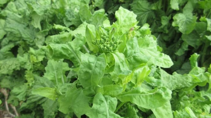 ナバナ類・茎立ち菜5種を比べてみる